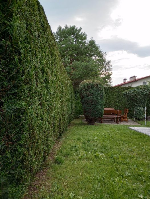 Wycinka drzew, przycinanie tuji i żywopłotów, pielęgnacja.