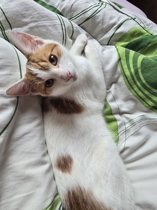 Oddam kota w dobre ręce