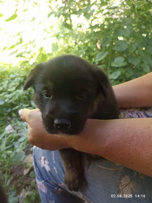 Віддам безкоштовно песиків