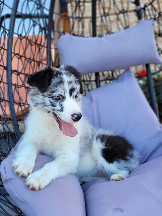 Super piesek Border Collie