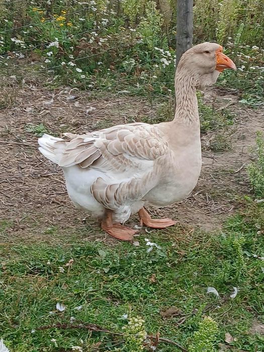Chołmogory  gęsi chołmogorskie