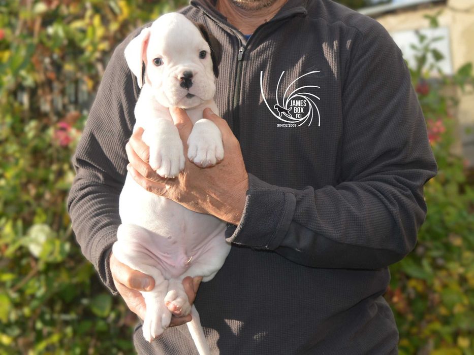 BOKSER- biały piesek z rodowodem FCI