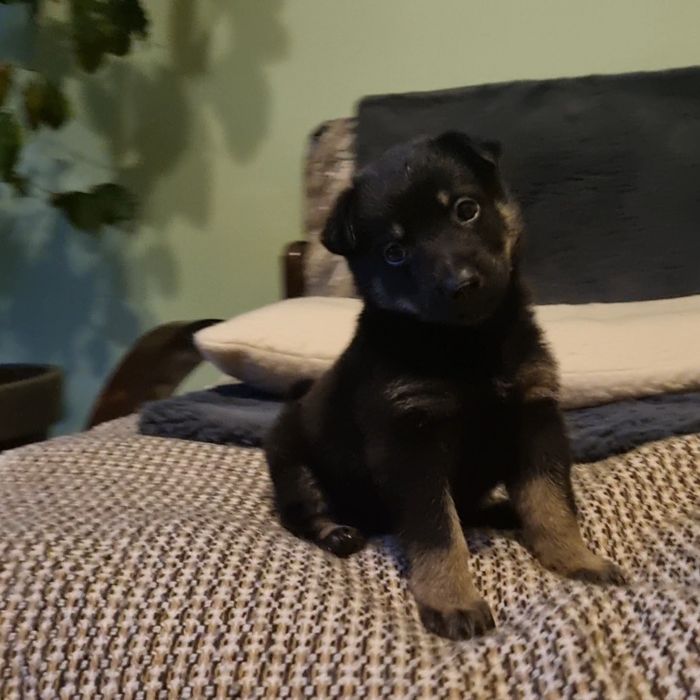 Шукаю родину для собаки