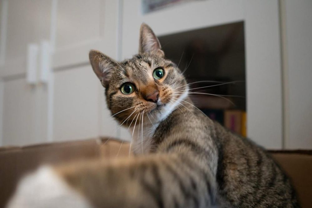 Kucharz Olivier szuka domu!