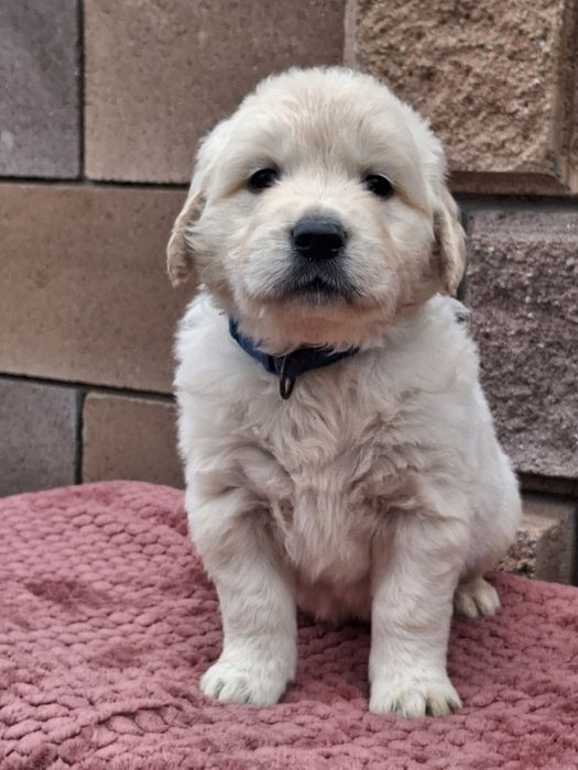 Золотинка-хлопчик від Чемпіонів