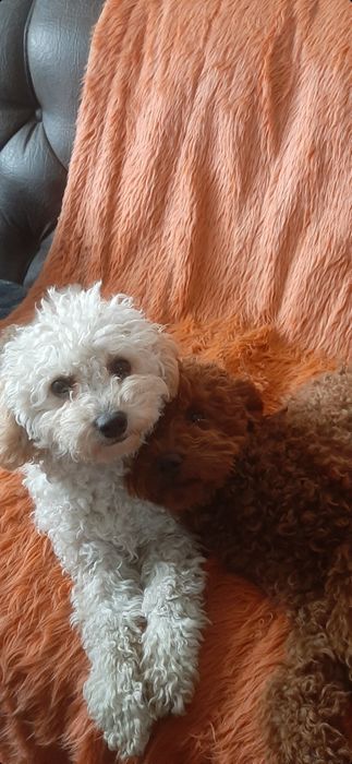 Той пудель дівчинка