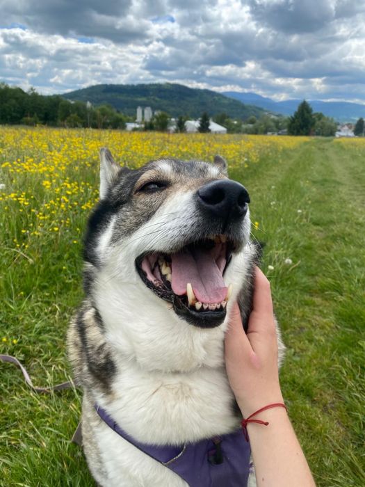 Tajga - łajka, 9-10 lat, grzeczna sunia ze schroniska