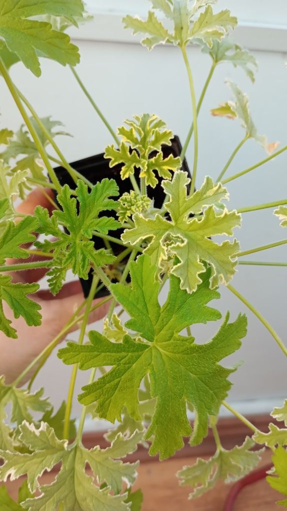 Anginka tradycyjna i variegata. Super zestawienie.