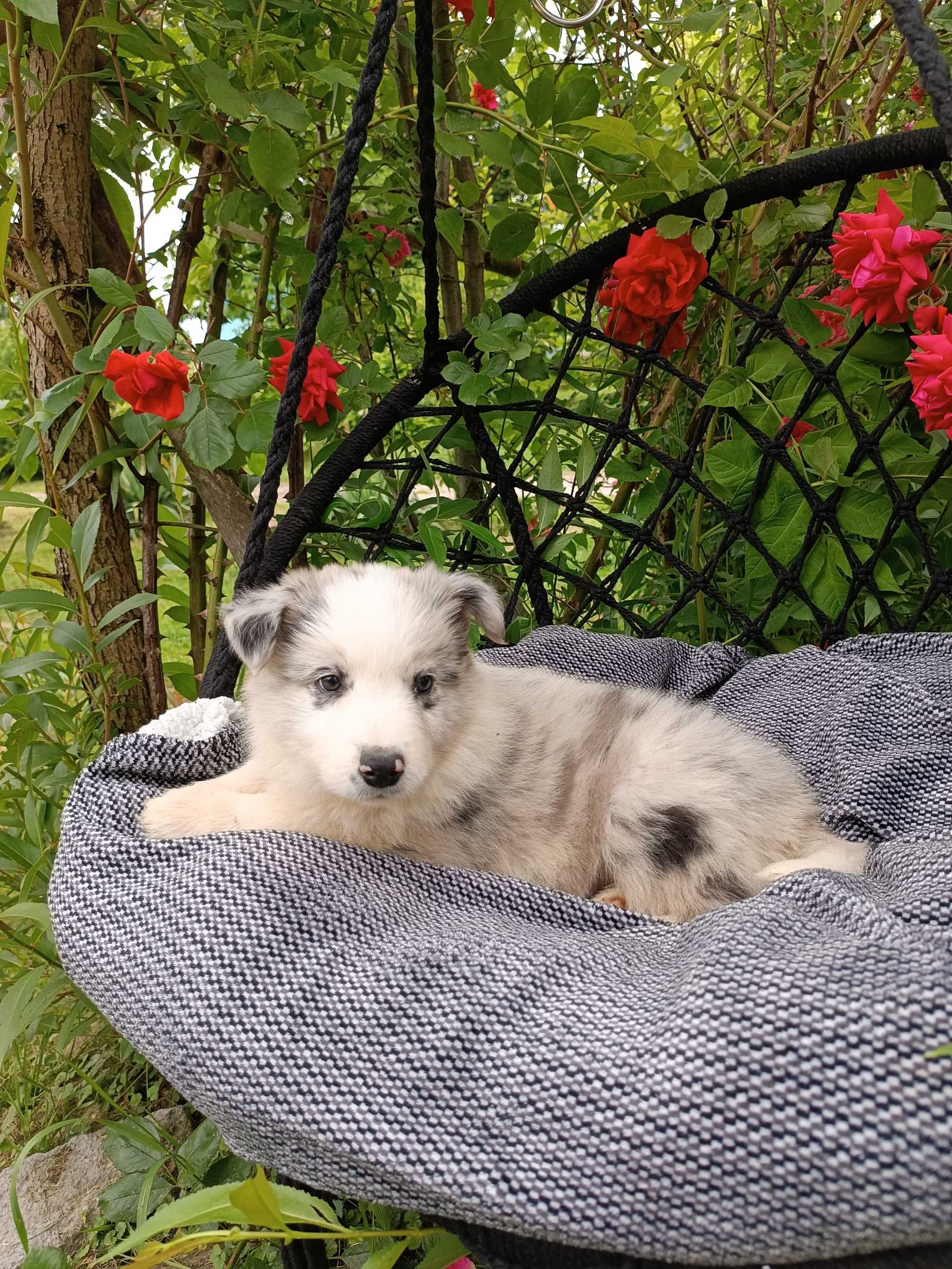 Border collie/ piesek / ZKwP