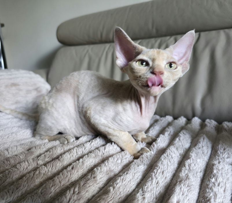Devon Rex - Płowa szylkretka - dziewczynka - Gotowa do odbioru - Trójm