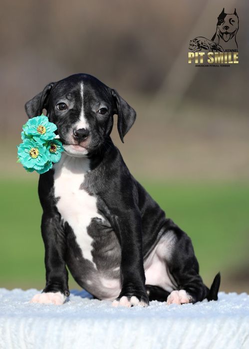 Красунчик Пітбультер'єр. Американський пітбуль