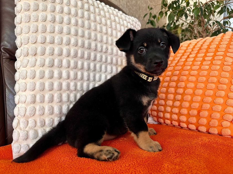 Malutka psia dziewczynka do adopcji - Pasta!