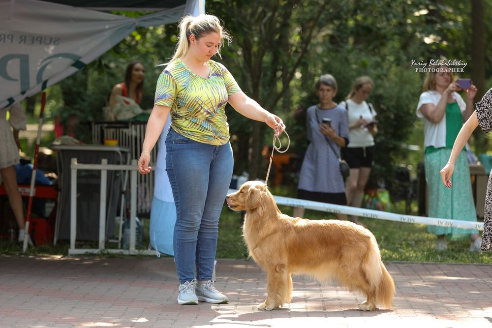 Цуценята золотистого ретривера американського типу