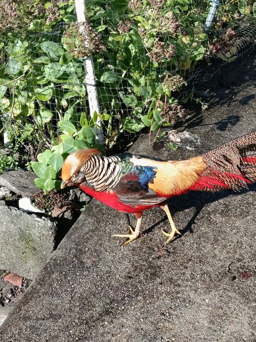 Faisão Dourado macho