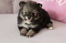 Pomeranian suczka