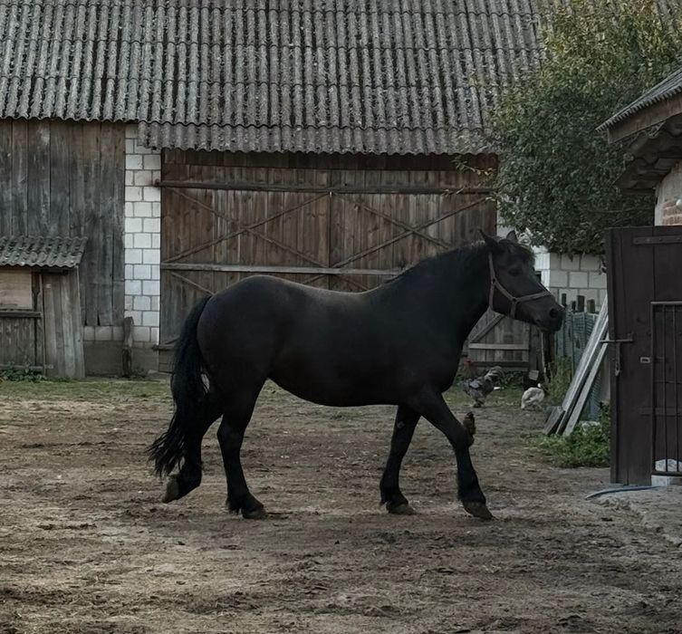 Polski koń zimnokrwisty klacz