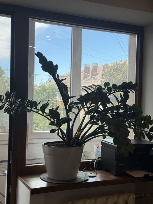 Заміакулькас великий