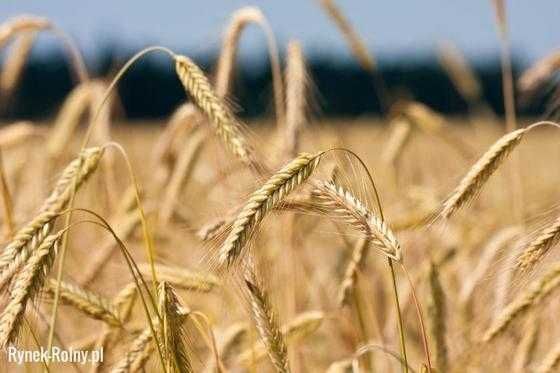 Zboże zboża pszenica jęczmień pszenżyto żyto owies tegoroczne paszowe