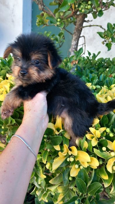Yorkshire terrier macho pequeno