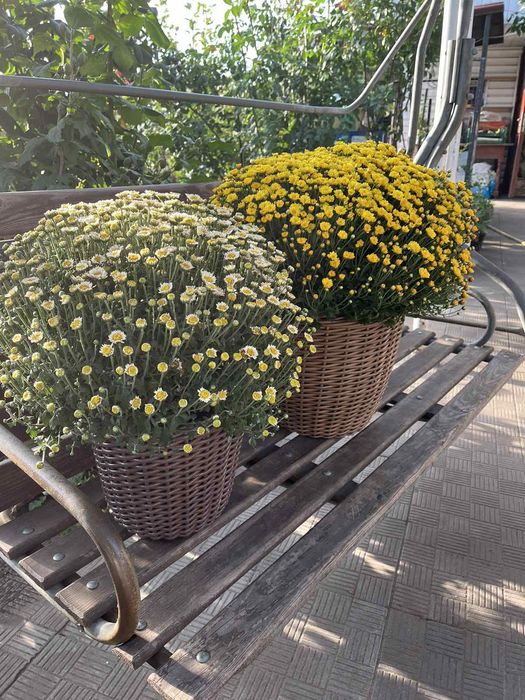 Хризантеми різні. Є подарункові комплекти з кашпо.