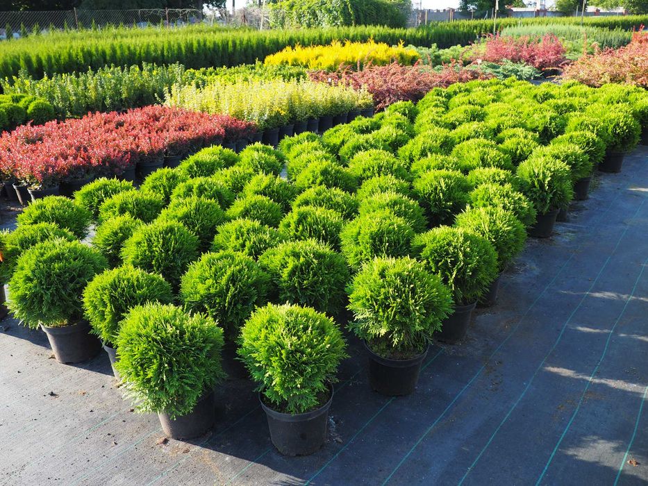 TUJA Tuje SZMARAGD  100cm-120cm PROMOCJA Łabiszyn