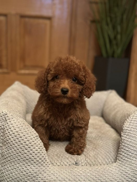 Щенки той пудель red brawn, toy poodle teucap