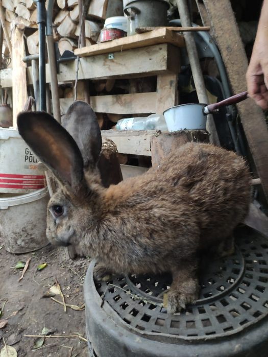 Króliki samice i młode
