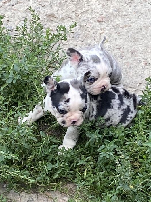 Щенки французского бульдога