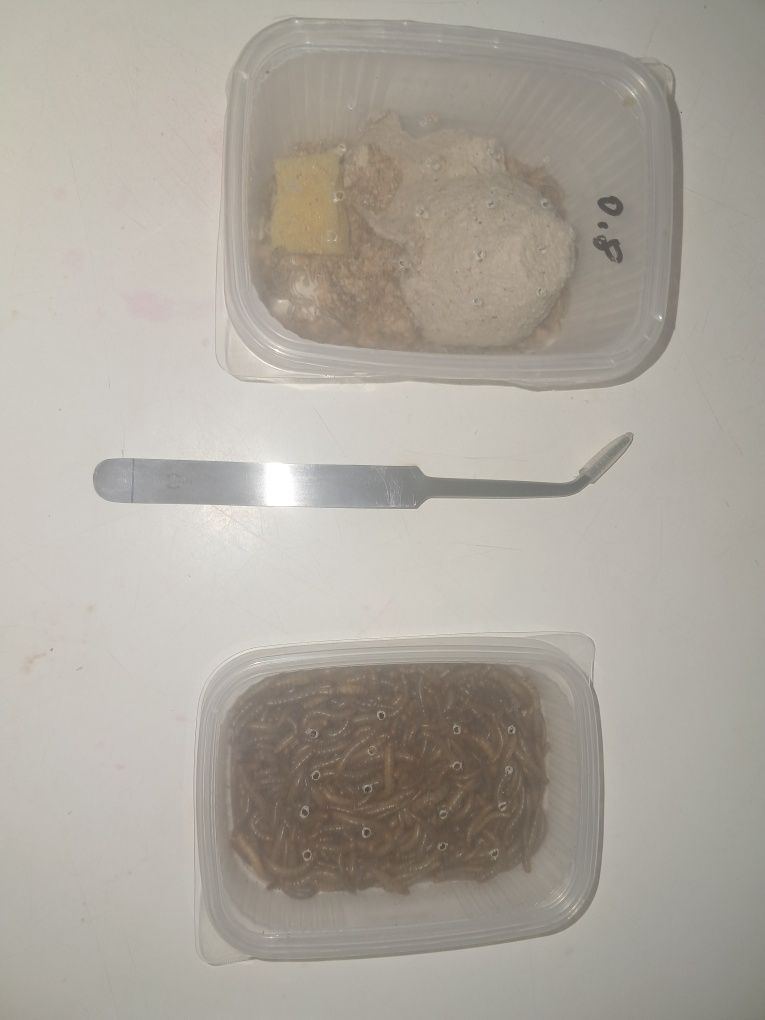 Sprzedam świerszcze pęsetę i mączniki