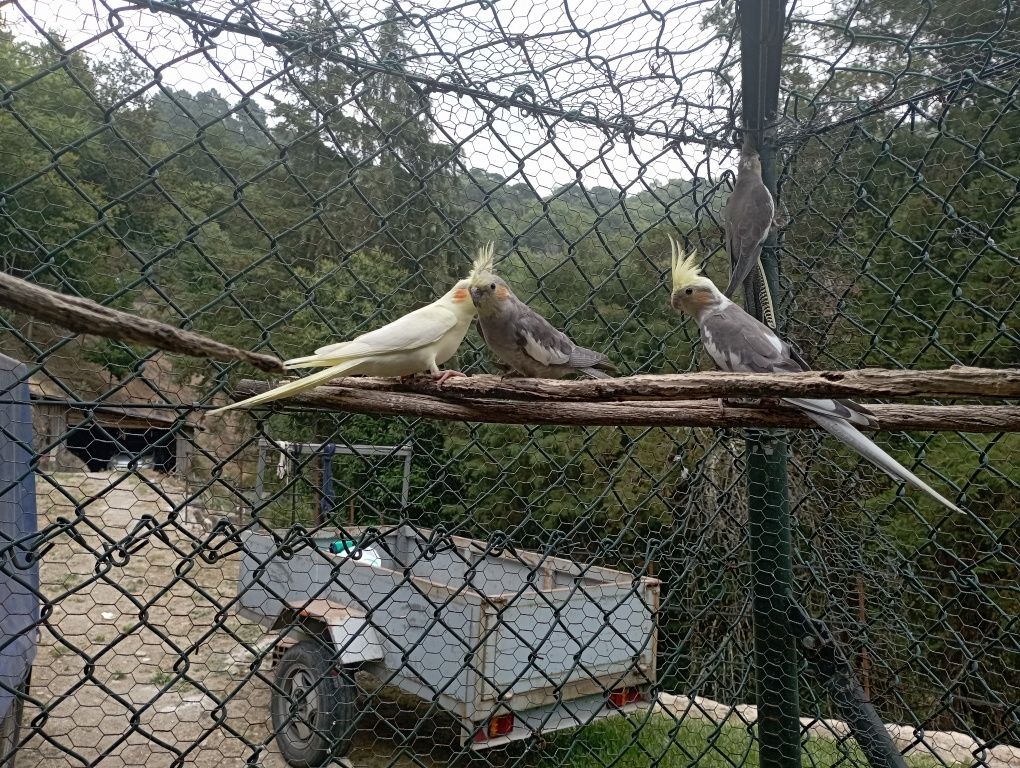 Casal de Caturras
