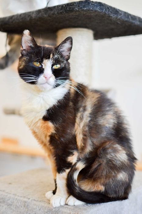 Wiktoria - 6 letnia, delikatna kotka szuka kochającego domu!