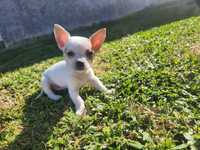 Chihuahua mini menino