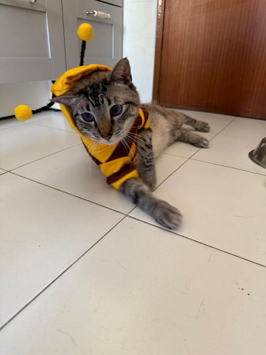 Roupa de abelha para gatos ou cães - Tamanho S