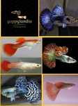 Guppys de linhagem