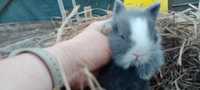 Мінні Лоп, карликовий декоративний кролик
