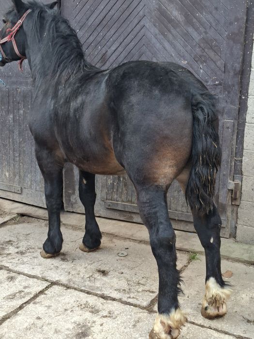 Sprzedam konia zimnokrwisty