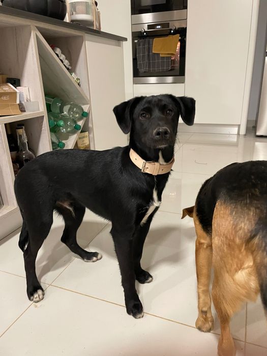 Cães de raça média