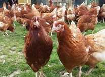 Продам молоді кури Ломан-Браун та іншу птицю