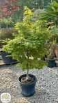 Acer palmatum Osakazuki, Sangokaku, Red Flash, Klon palmowy, 140-160cm