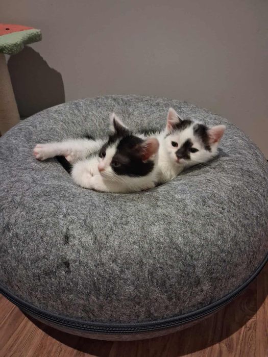 2-msc nakolankowe, rodzinne koteczki