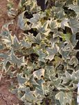hedera helix bluszcz