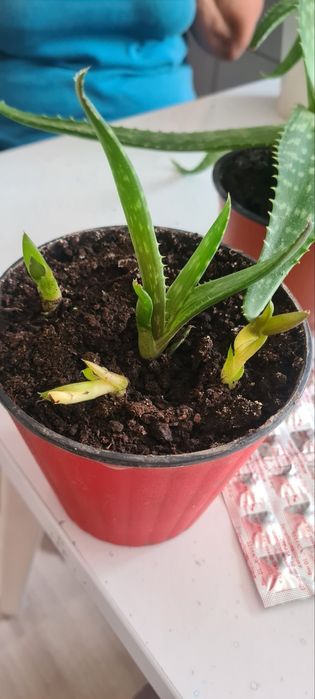 Вазони.  продам.