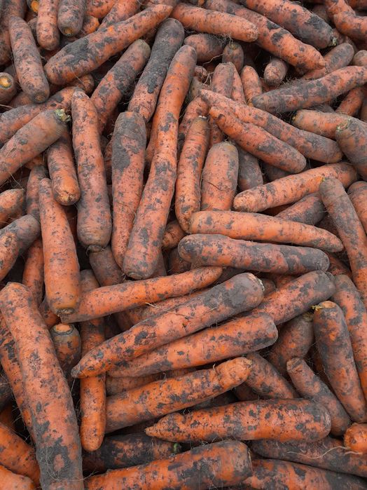 Marchew gruba i odpadowa