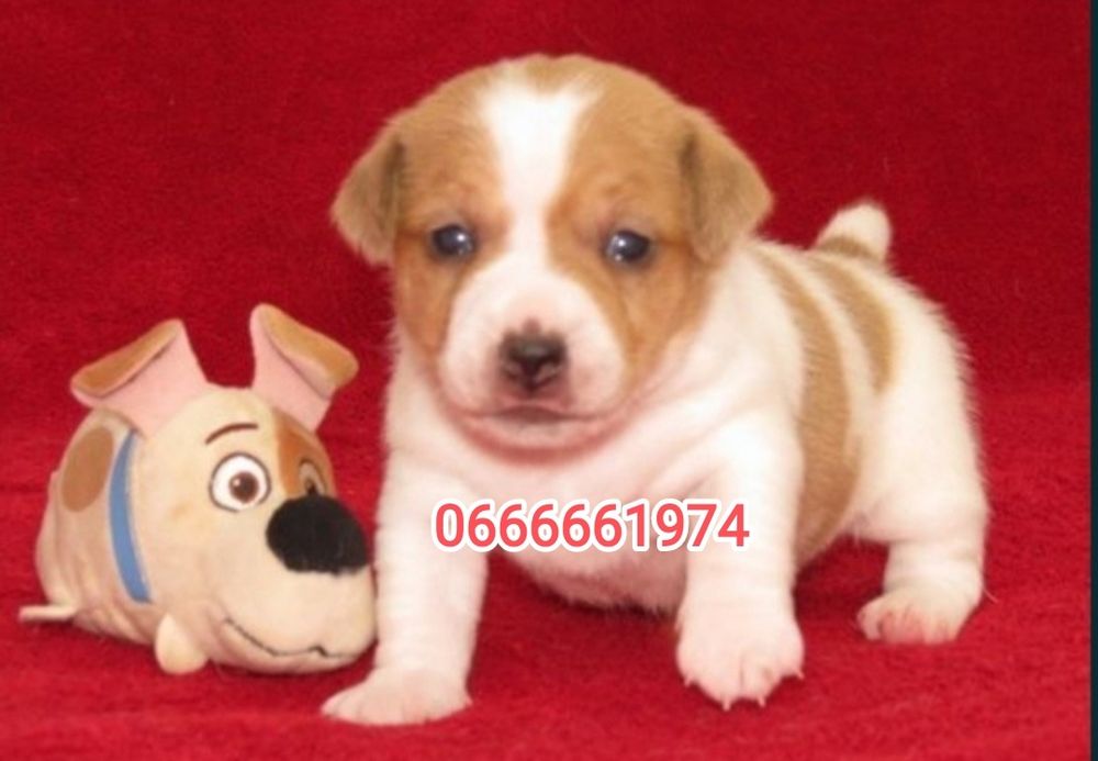 Джек Рассел тер'єр з документами клубу КСУ