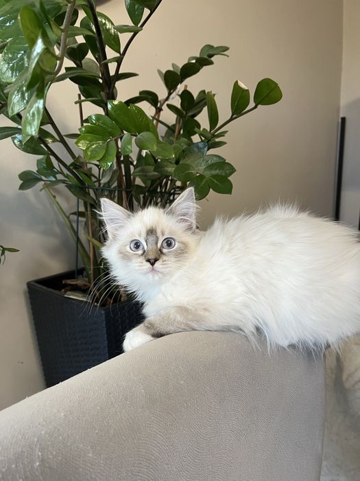 Kotka ragdoll  gotowa