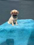 Pug Carlin menina linda