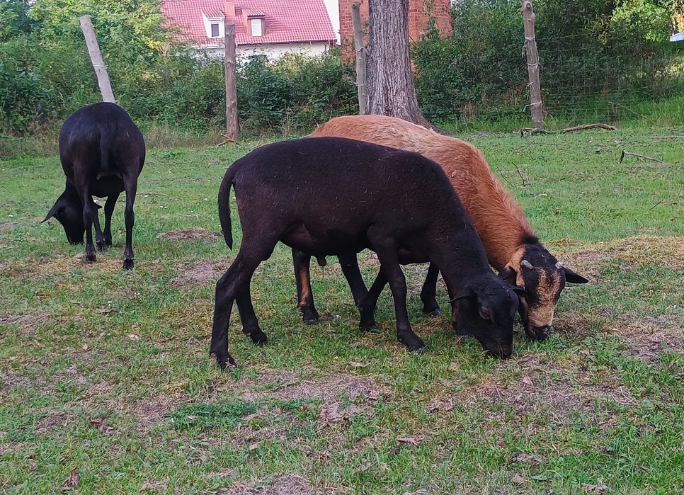 Owce, młode barany mix, Barbados, Dorper