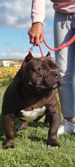 American bully pocket