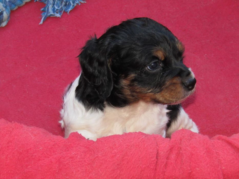 Epagneul Breton Variedade Tricolor LOP/Pedigree/Afixo.