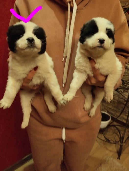 Алабайчики чекають на вас